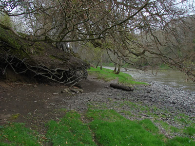 Orchard Pool